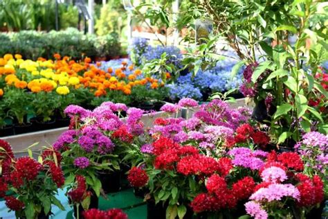 fotos con flores en la cara|Viveros de plantas y flores en Lima.